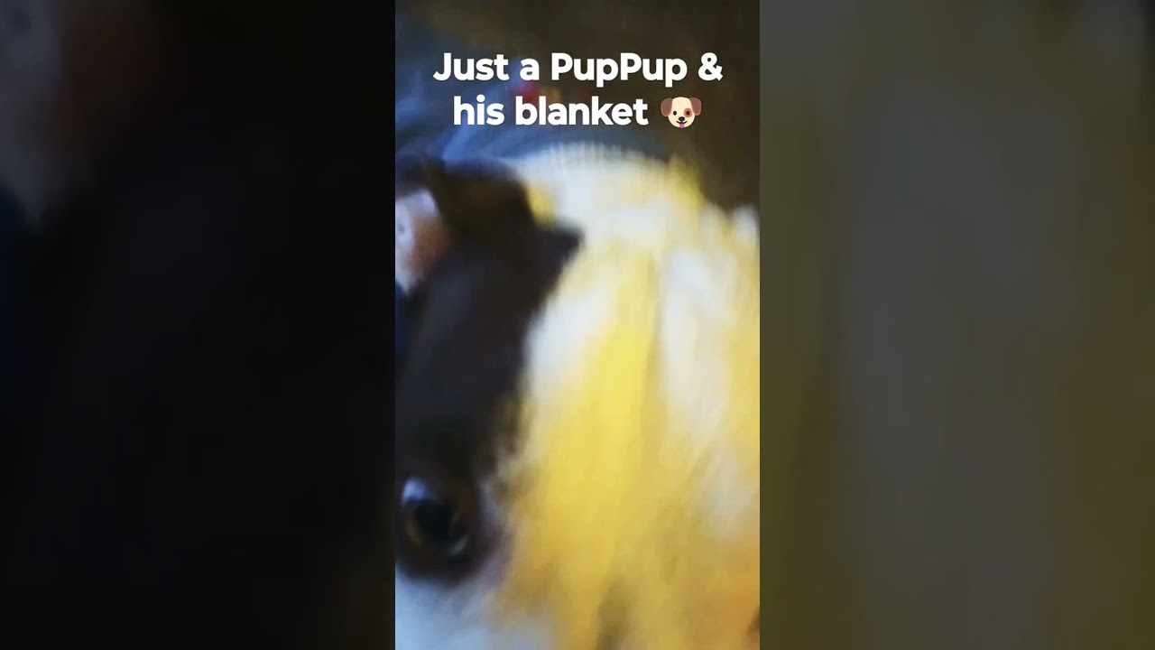 jAXiNGTON chronicles 🐶❤️❤️