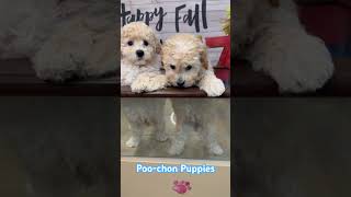 Introducing the adorable Poochon puppy – a delightful blend of Poodle and Bichon Frise. Introducing The Adorable Poochon Puppy A Delightful Blend Of Poodle And Bichon Frise