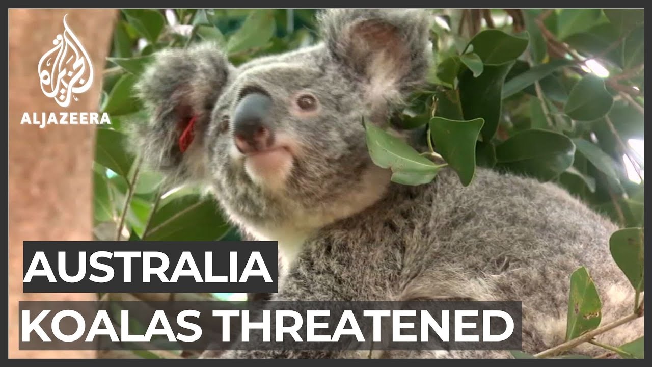 Australia koalas 'on verge of extinction' YouTube