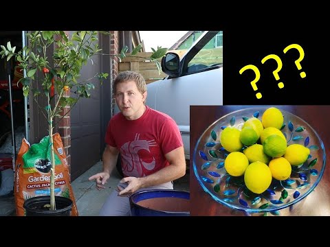 The Secret to Growing Citrus