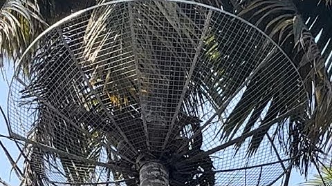 Coconut Safety Net #coconuttreenet #safetynet