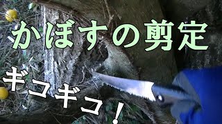 かぼすの剪定をやってみました。とても難しい！