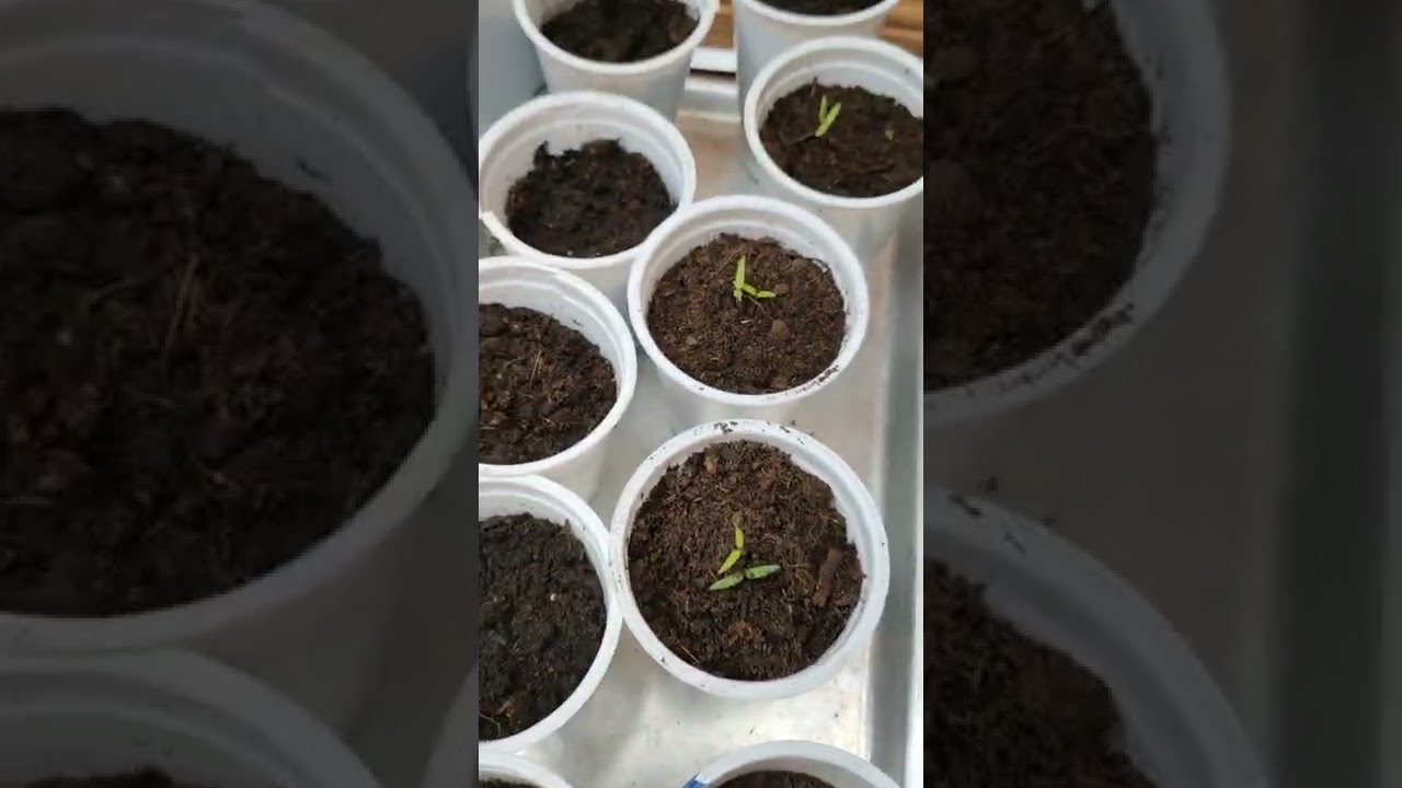 Үрсэлгээ хийхдээ санаа аваарай. Ургацын их ажилд нь амжилт хүсье