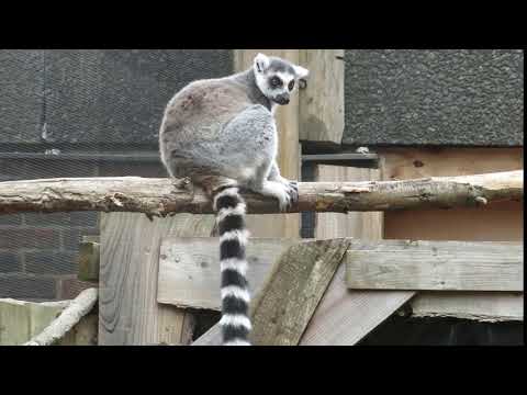 וִידֵאוֹ: בגן החיות של ZSL בלונדון יש שקלול בעלי חיים שנתי