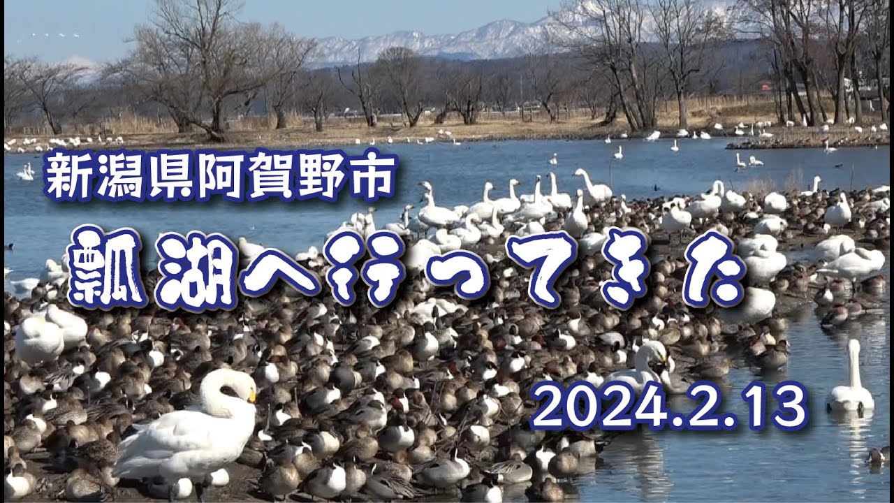 新潟県阿賀野市の瓢湖へ白鳥を見に行ってきました。 - YouTube