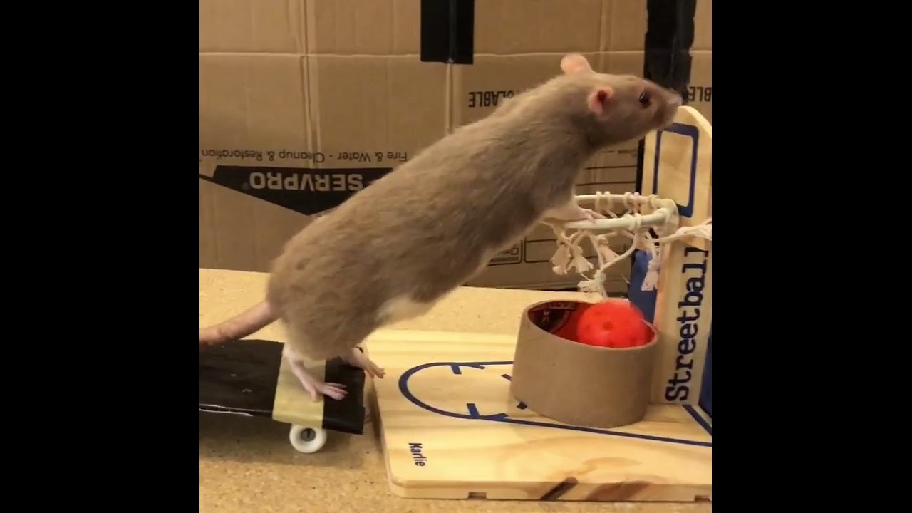 My pet rat Bean skateboarding then dunking a basketball hoop! 