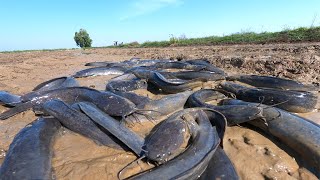 Wow Unbelievable! catching many fish in dry water at field catch by hand a fisherman skills