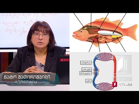 ბიოლოგია, VII კლასი - ცხოველთა სამეფო - ქორდიანები #ტელესკოლა