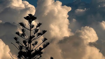 5 Time lapse clips  outdoor nature tree  clouds scenes