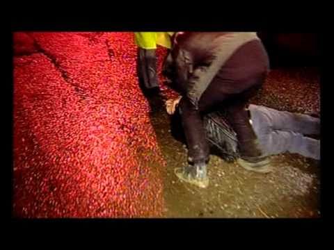 ვერავინ ჟურნალისტზე ვერ აღმართვას ხელს