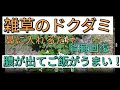 ドクダミの葉の効果が凄い！毒出しで香りが良くなりご飯が美味しくなる！幸せになる。無料ハーブ