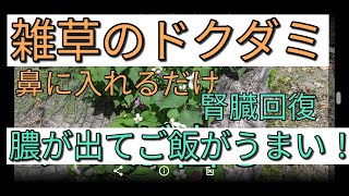 ドクダミの葉の効果が凄い！毒出しで香りが良くなりご飯が美味しくなる！幸せになる。無料ハーブ