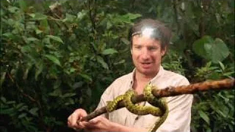 Venom: Natures Killer (PBS Nova)