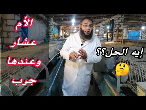 الأرنبه عشار وعندها جرب ايه الحل مع أرانب البركة