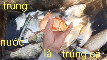 Câu cá dảnh sông tiền,mới xuống cần đã trúng đàn cá chép ăn lia lịa
