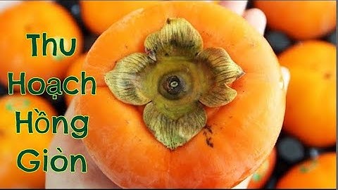 Thu Hoạch Hồng Giòn. Tỉa Cành & Cách Chăm Sóc, Tưới Nước Khi Cây Hồng Giòn Đang Ra Hoa. Vuờn Việt TX