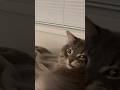 #JasonDeruloTV // Cats 😅😆 #GotPermissionToPost From IG @catsnclean #HandsOnMe