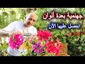 تطعيم الجهنمية بعدة ألوان شاهد الطريقة مع كوول Grafting Bougainvillea تطعيم الجهنمية بعدة ألوان شاهد الطريقة مع كوول Grafting Bougainvillea