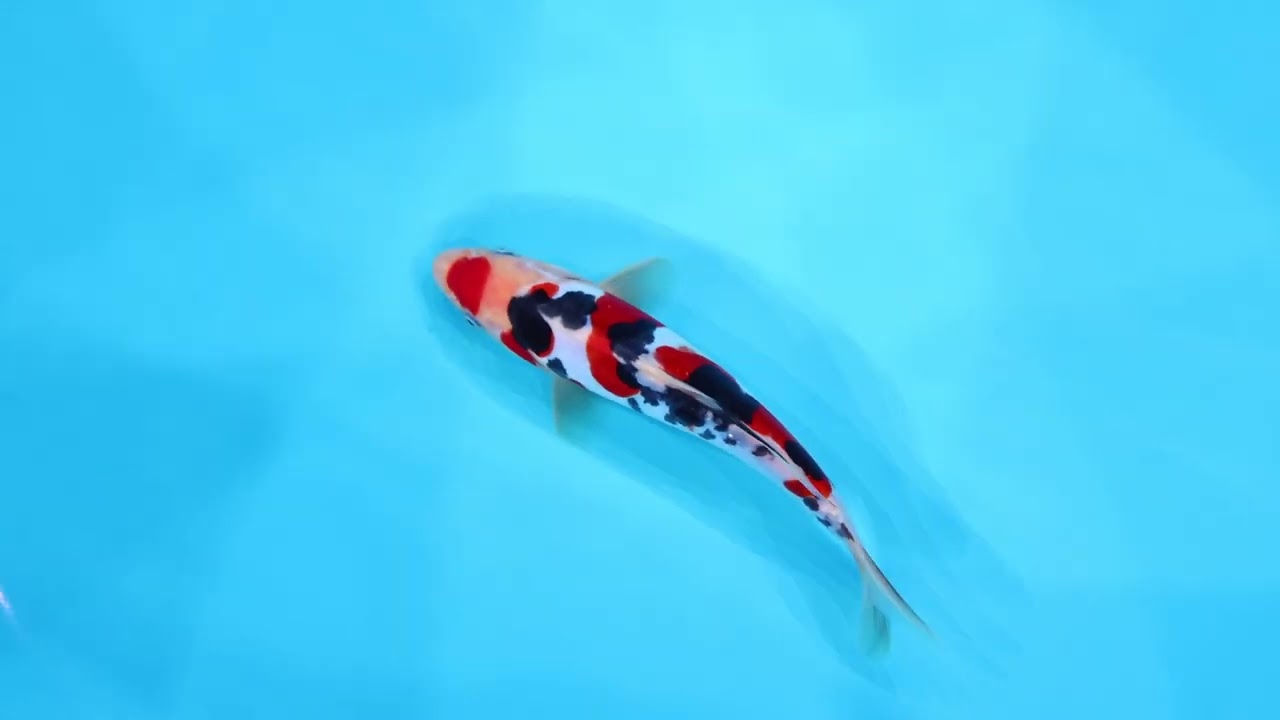 若鯉大会スペシャルオークション！】260302-149の出品鯉のご紹介