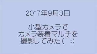 カメラ装着のマルチを撮影