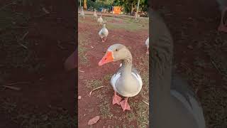 وزة             سمعها