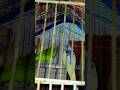 Budgies #viral #shorts