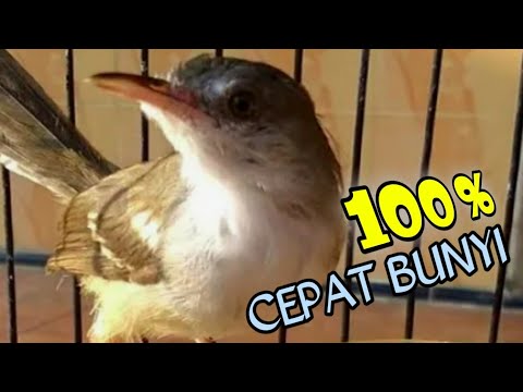 Pancingan ciblek paud agar cepat bunyi || ciblek gacor
