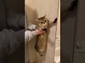 マンチカンをお風呂に連れていこうとすると必死に・・・ #funnycat #猫おもしろ #かわいい猫