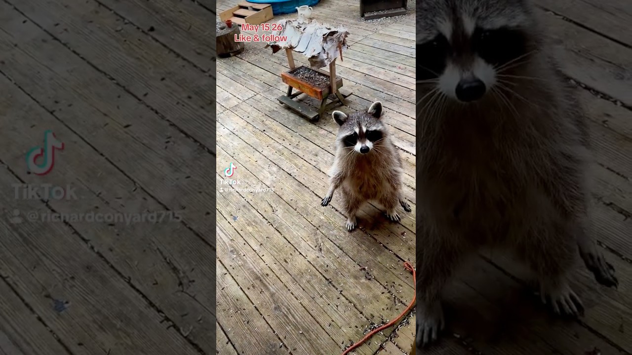 Soupy the Raccoon mum at the door. Peanut Butter Club ,FYP, By R Conyard#wildlife #raccoons