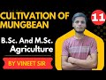 Cultivation of Mung bean #agronomy #agriculture #cropproduction #kharifcrops #mungbean #legumescrops