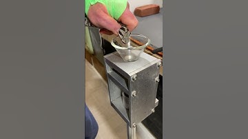 Wagner’s viper venom extraction. #endangeredspecies #herpetology #venomous #snake