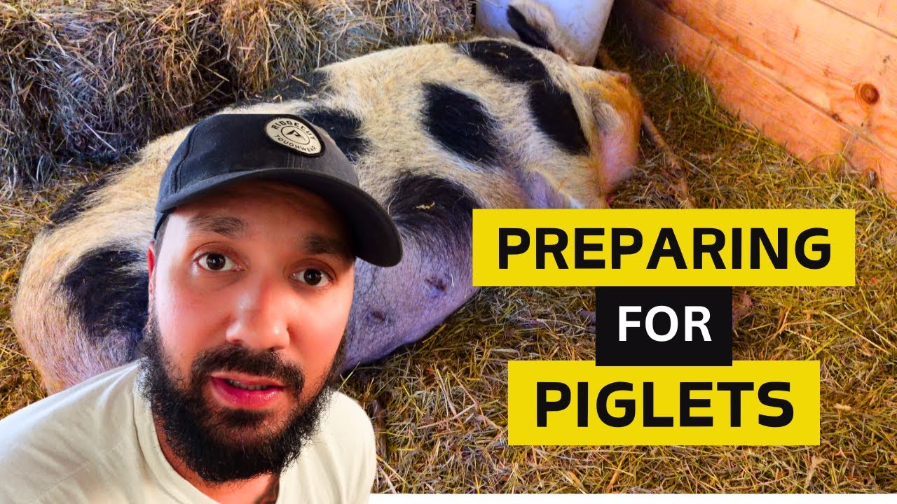 Preparing The DIY Farrowing Shed For Our Pregnant Pig