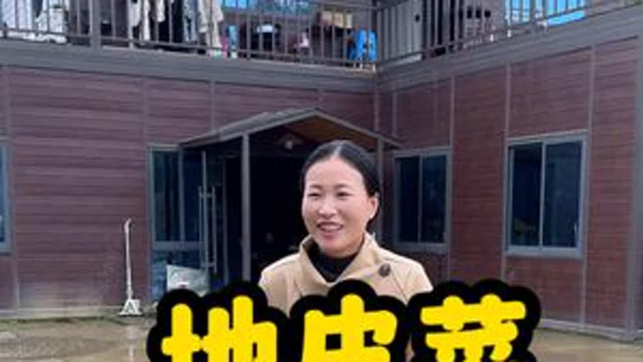 雨后的山里，藏着人间美味！今天和婆婆一起捡地皮菜！给80多岁的姥姥姥爷包包子吃！