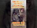 パンチくん【2026年3月26日撮影】生後8ヶ月守ってもらうパンチくん #がんばれパンチ #punch #HangInTherePunch #市川市動植物園【Punch the monkey】N02