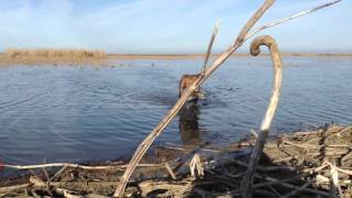 Bull sprig retrieve at sac refuge