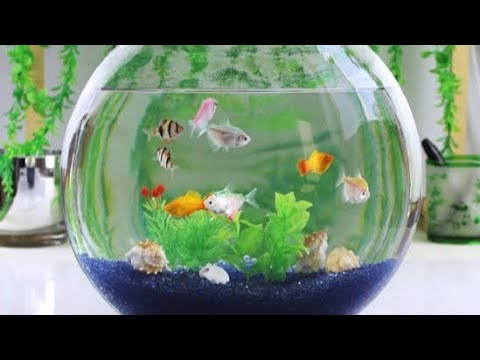 fish bowl without air pump fish bowl without air pump