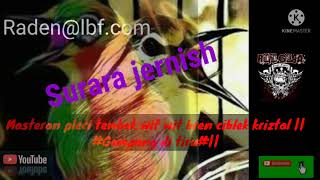 MASTER PLECi NeMnBaK Wit Wit|| sambung bren ciblek panjang ||suara jernih