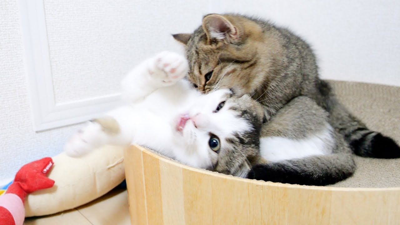 Brother cat Fifi has been pranking his sister cat Lili so much that this is what happened...