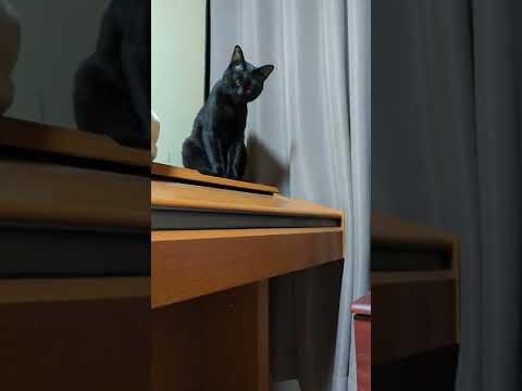 何か見てる猫 - cats see something - #Shorts