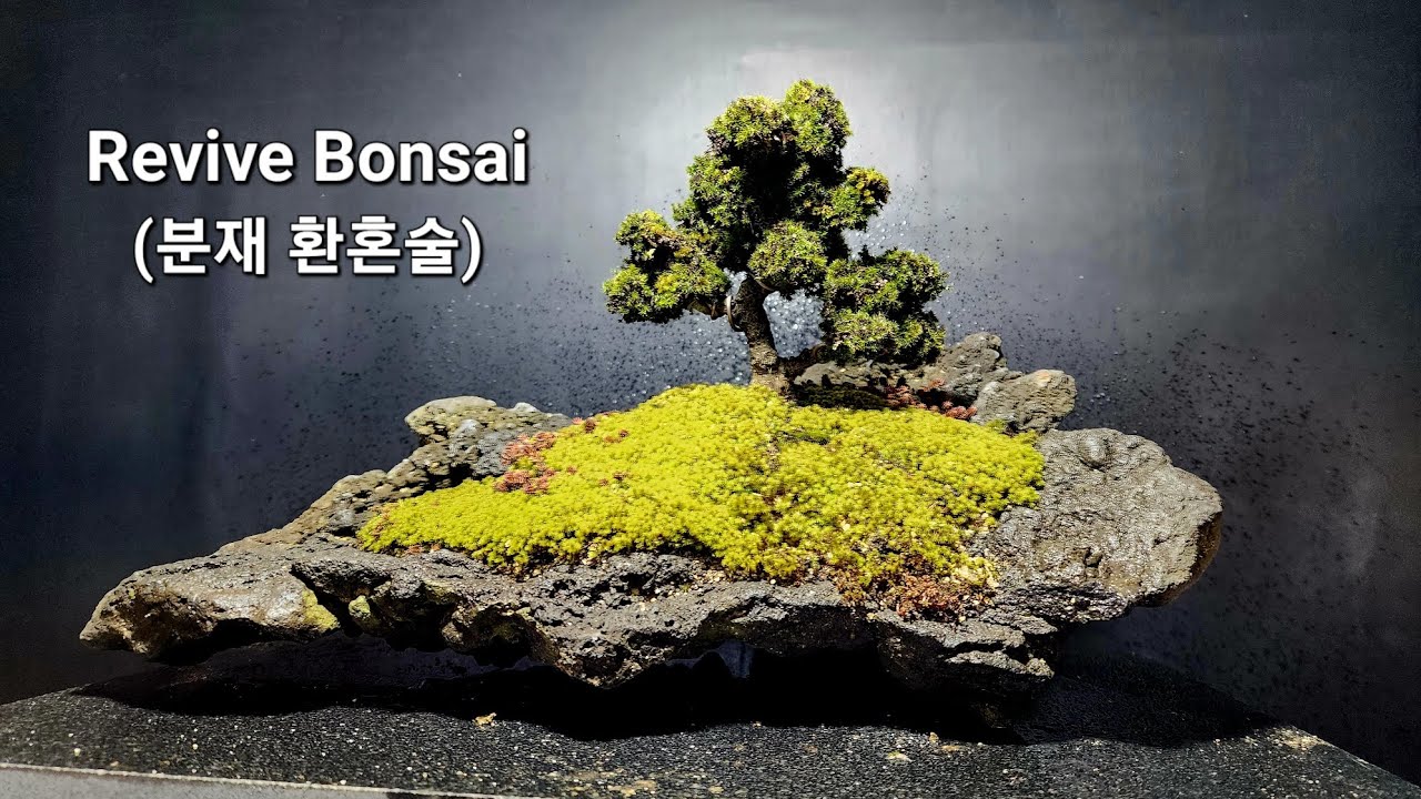 How To Revive A Dead Bonsai YouTube how-to-revive-a-dead-bonsai-youtube