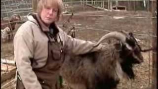 Combing Cashmere Goats - Part 3