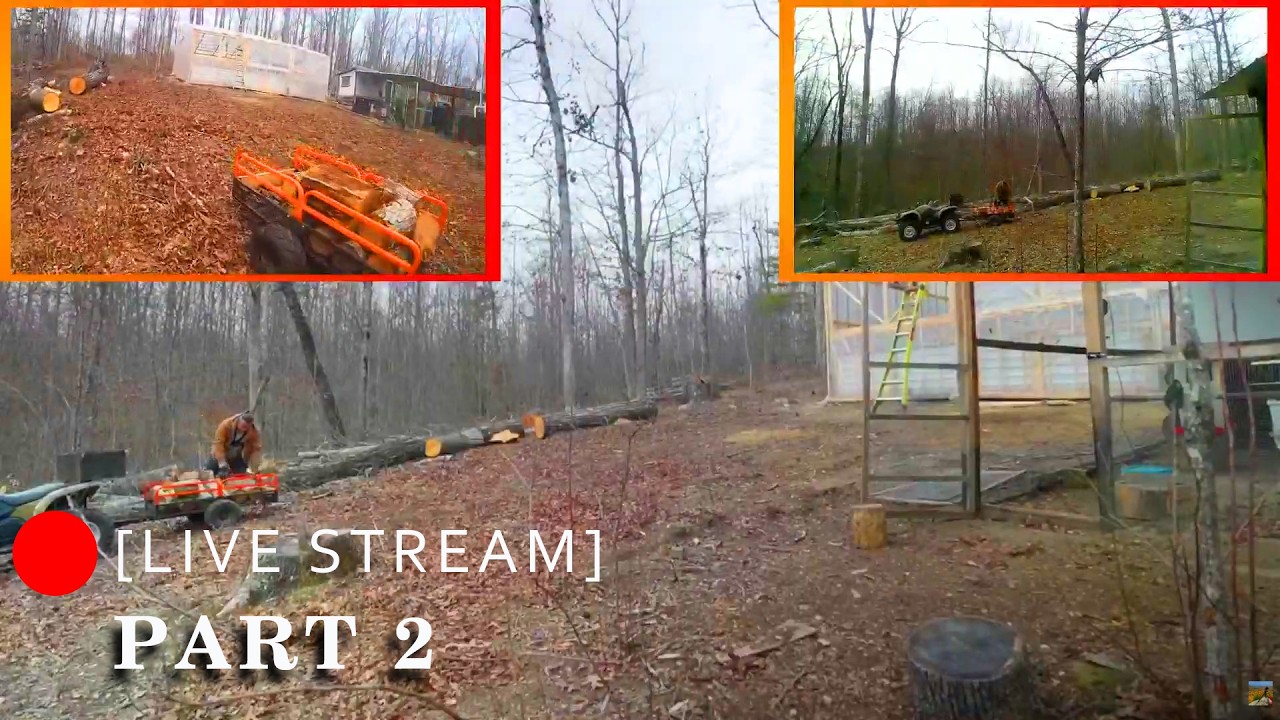 [LIVE] Stump preparation and wood cleanup Part 2
