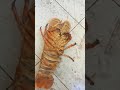 استكوزا رملي صاحية