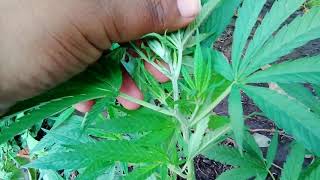 2019 outdoor grow-October 17