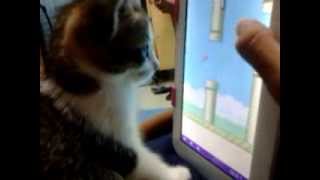 Cat playing Flappy Bird screenshot 3