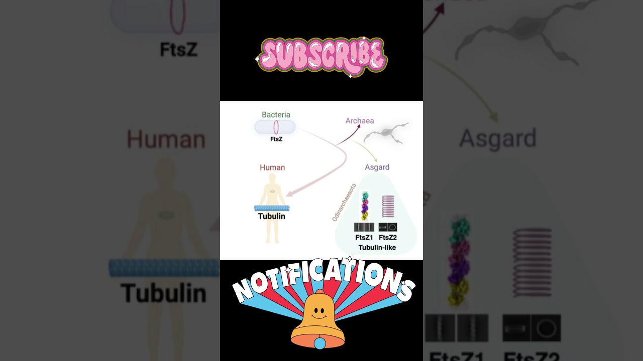Asgard archaea shed light on modern cytoskeleton development