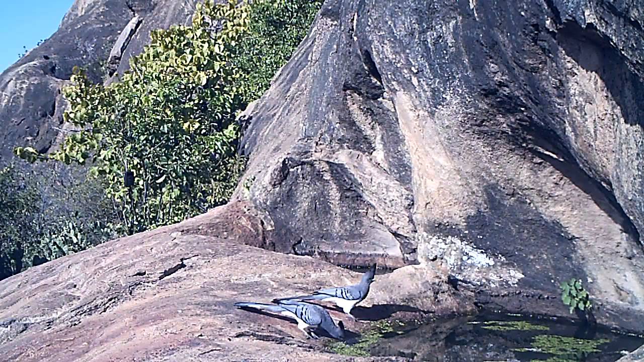 White bellied go-away birds 