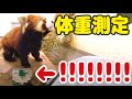 【千葉市動物公園公式】レッサーパンダの体重測定(前編)：みいの体重が…！！