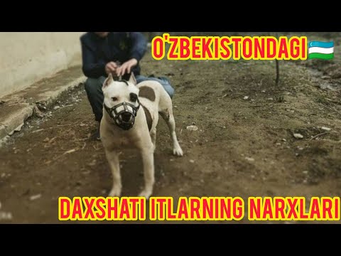 Video: Yaramas Itlar Pochta Tashuvchisi Tushligini O'g'irlashadi