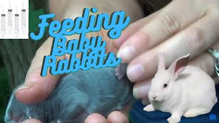 Feeding Baby Rabbits/Do Rabbits Like Freezing Temps?